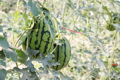 爆大瓜的网红吃的什么