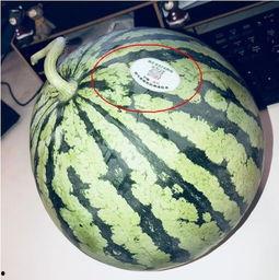 叶县网红吃瓜,揭秘网络红人的幕后生活