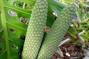 黑黑草梅网红吃瓜